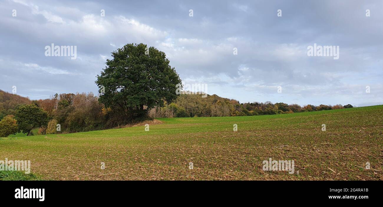 Königswinter Germania Novembre 2020 solo grande albero sul campo di fronte alla foresta Foto Stock