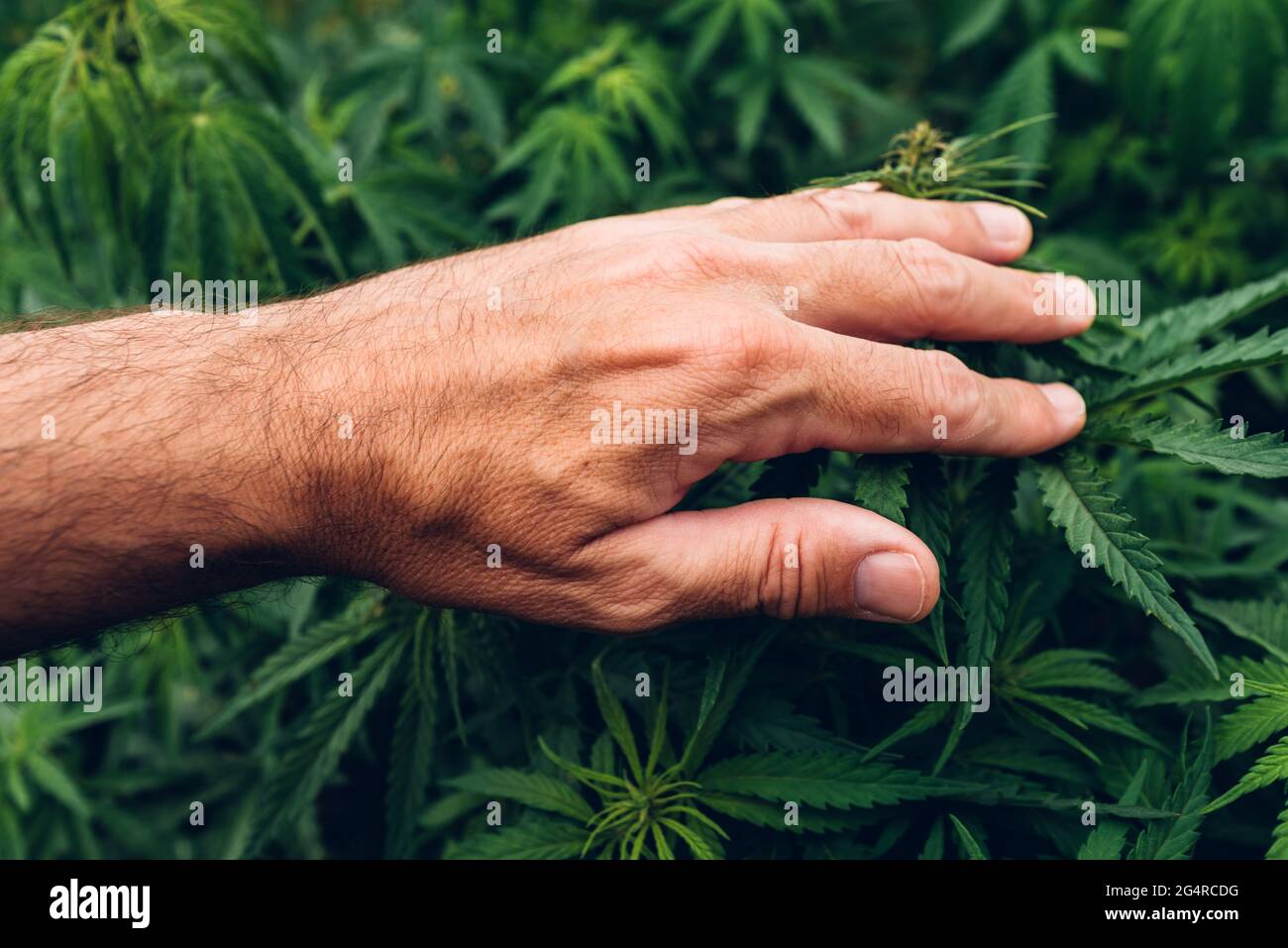 Cannabis coltivatore Sativa tocca delicatamente le colture in campo durante il regolare check-up della piantagione, fuoco selettivo Foto Stock