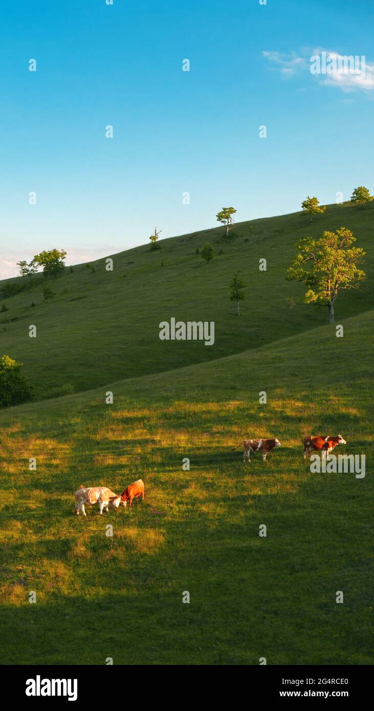 Allevamento di vacche da latte a libero raggio sui pendii delle colline di Zlatibor nel soleggiato pomeriggio primaverile Foto Stock