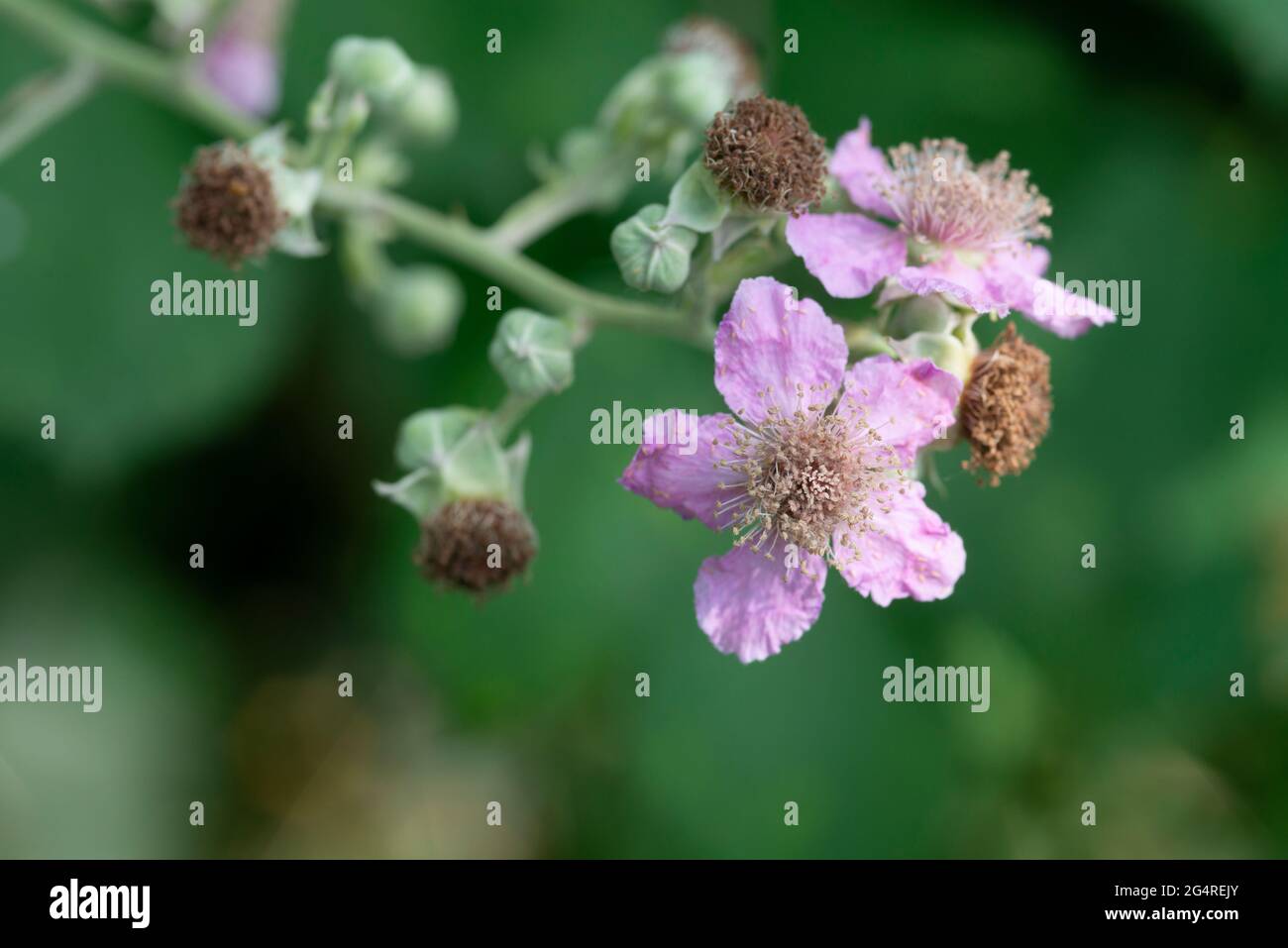 Italia, Lombardia, campagna nei pressi di Crema, Rubus Ulmifolius Pink Flowers Foto Stock