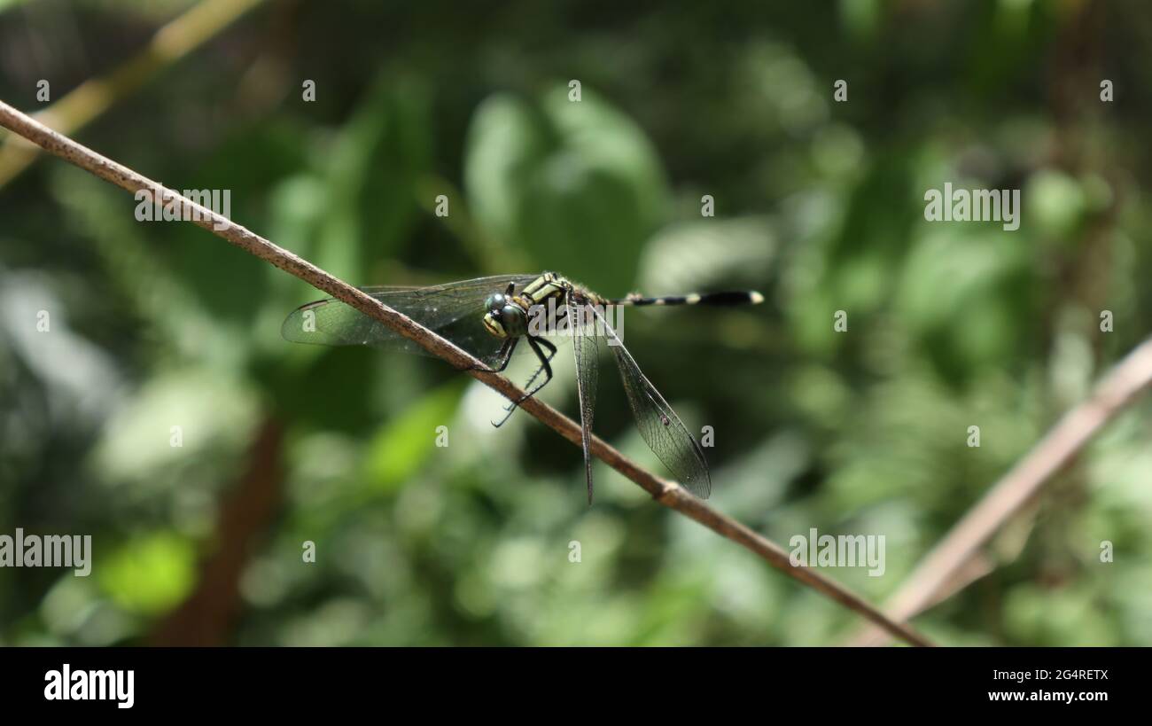Una libellula di colore verde seduta al centro di un bastone asciutto in una giornata di sole Foto Stock