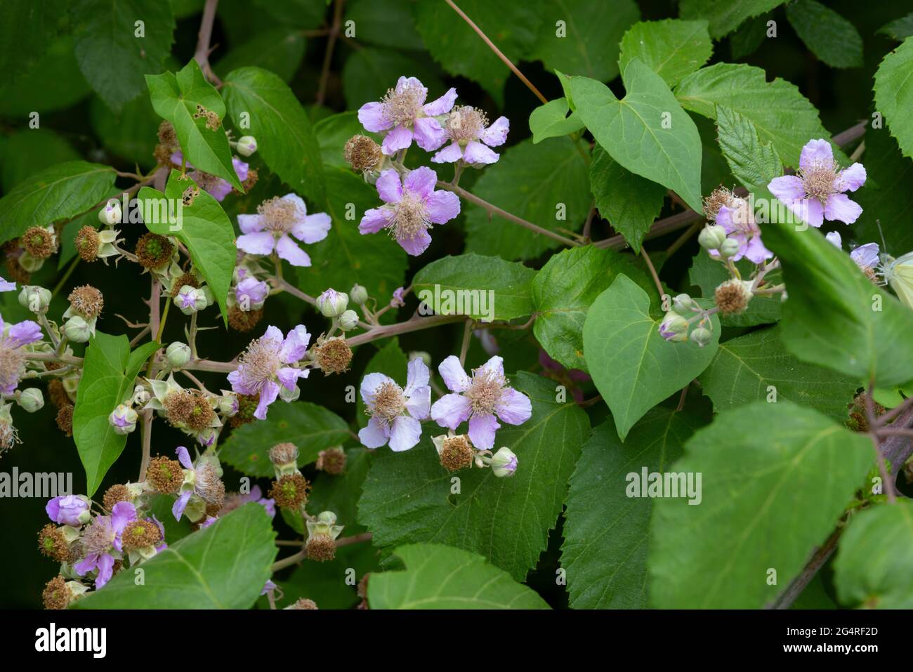 Italia, Lombardia, campagna nei pressi di Crema, Rubus Ulmifolius Pink Flowers Foto Stock