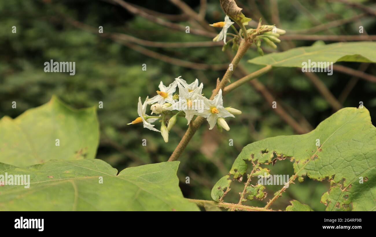 Un mazzo di fiori bianchi di bacca di tacchino con foglie e gambo, chiamato anche come melanzana di piselli Foto Stock