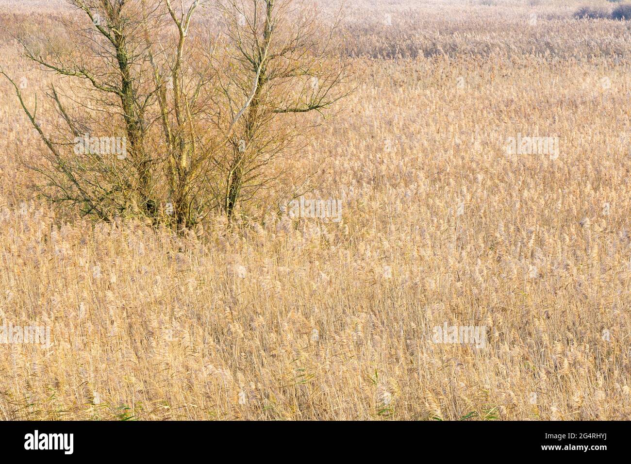 Autunno giallo erba canna con betulla interno, Oostvaarderspassen, Paesi Bassi. Foto Stock