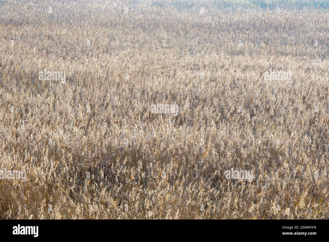 Manto di erba giallo autunnale con retroilluminazione, Oostvaardersplasen, Paesi Bassi. Foto Stock