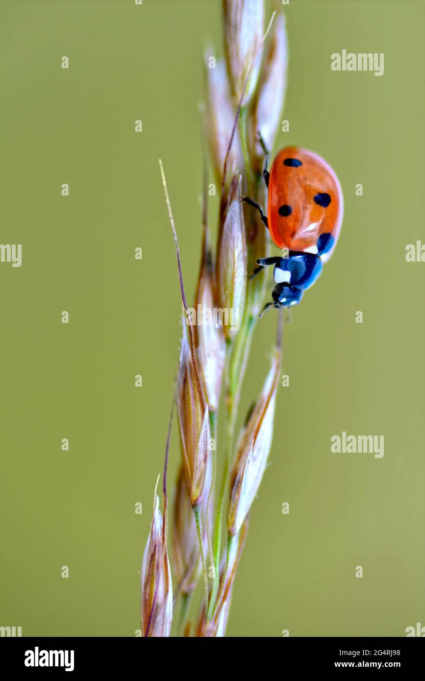 Macro di sette macchie ladybug (Coccinella septempunctata) sul gambo su sfondo verde Foto Stock