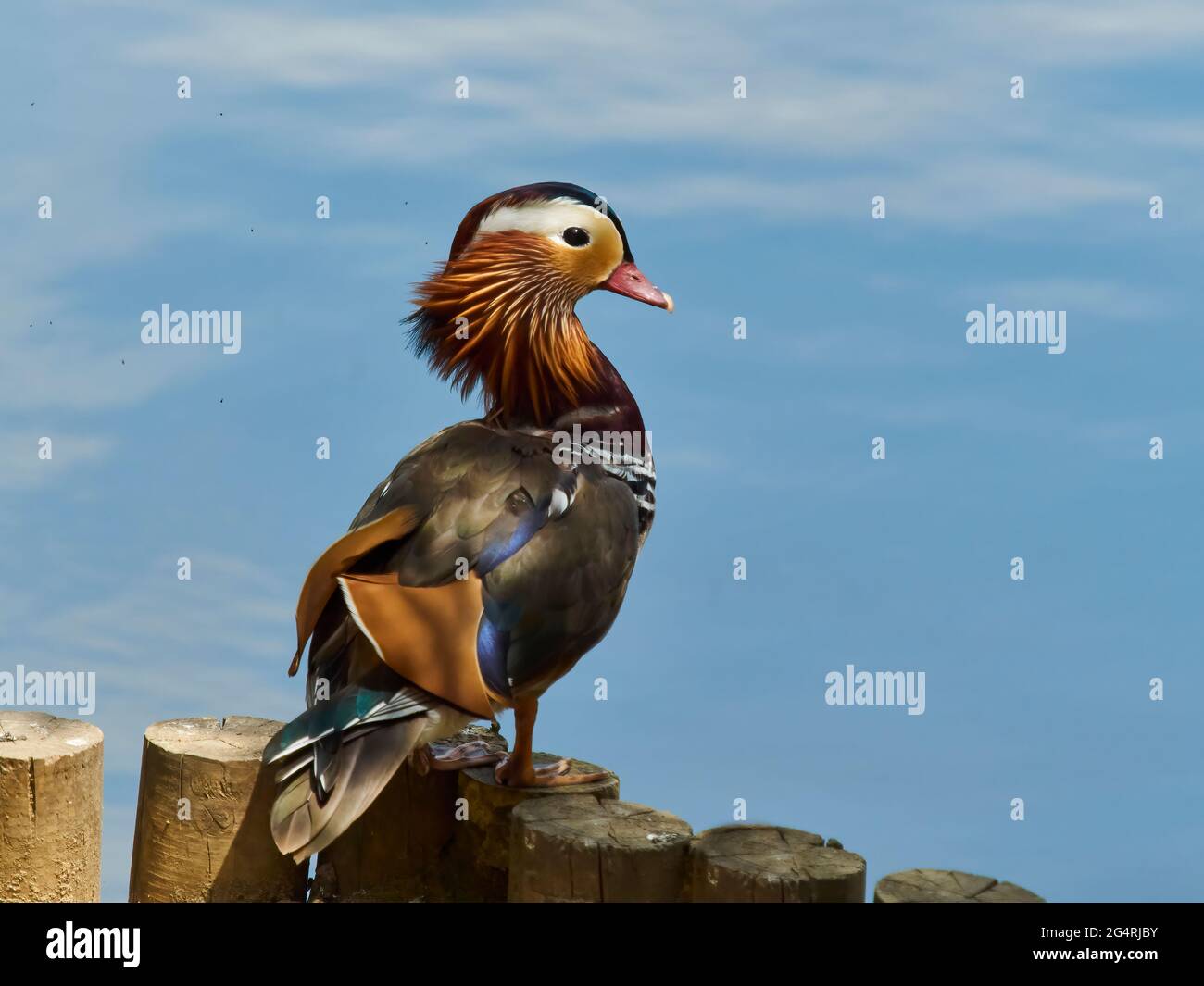 Un'anatra di mandarino si trova al bordo di un lago blu vetroso, che sembra posare per mostrare il suo bel piumaggio varicolored a miglior effetto. Foto Stock