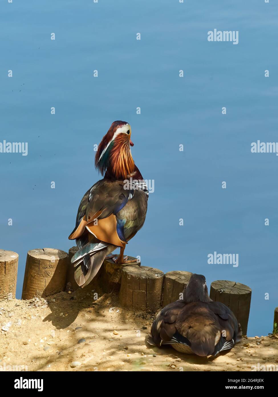Le anatre maschili e femminili del mandarino riposano sul bordo di un lago blu vetroso; la femmina che gode l'ombra, il maschio che guarda attraverso le acque. Foto Stock
