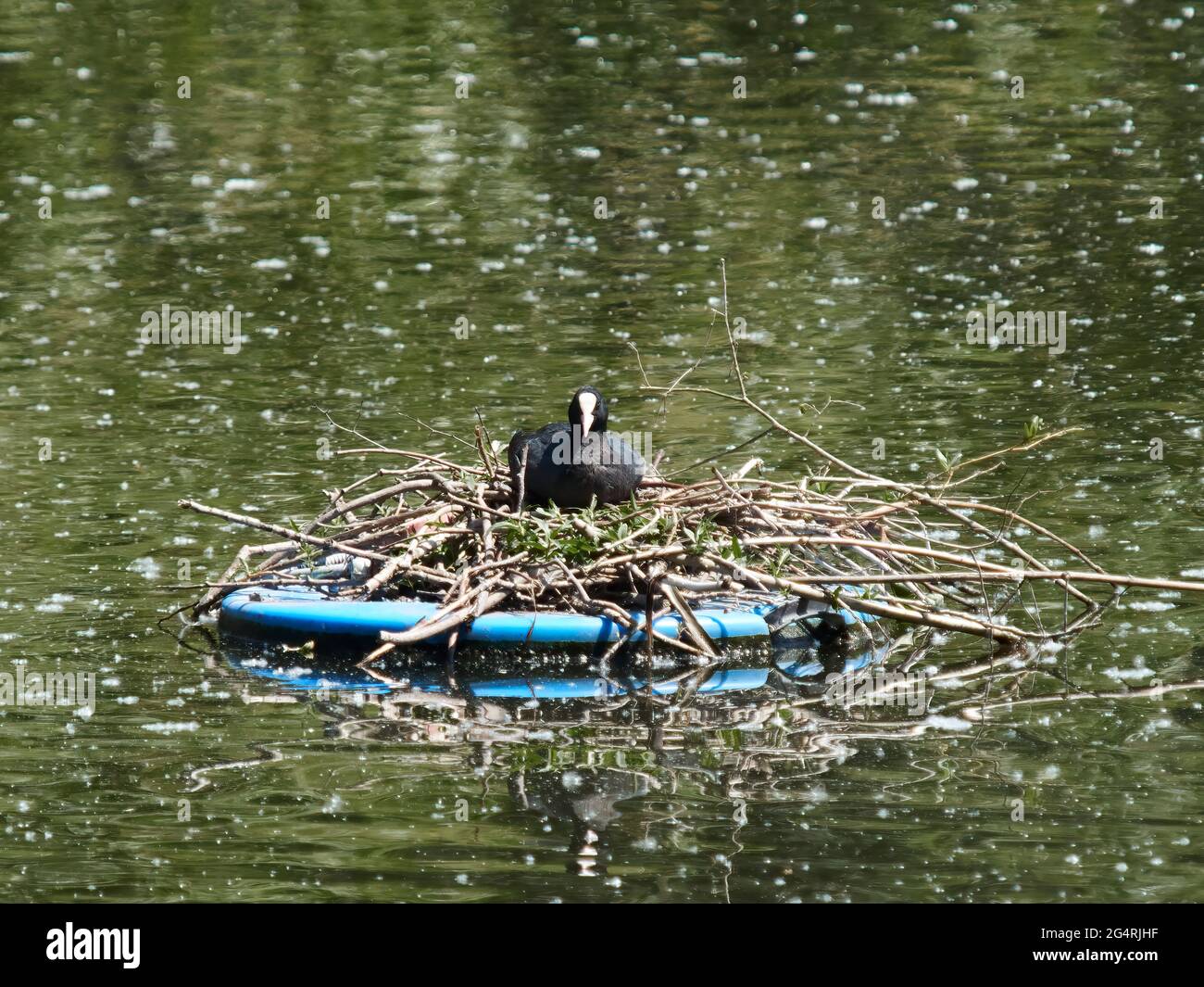 Un piede siede sul suo nido (un salto di ramoscelli e foglie) nel mezzo di acqua seminata. L'uccello si glassa sfidando la macchina fotografica - questo è il suo spazio Foto Stock