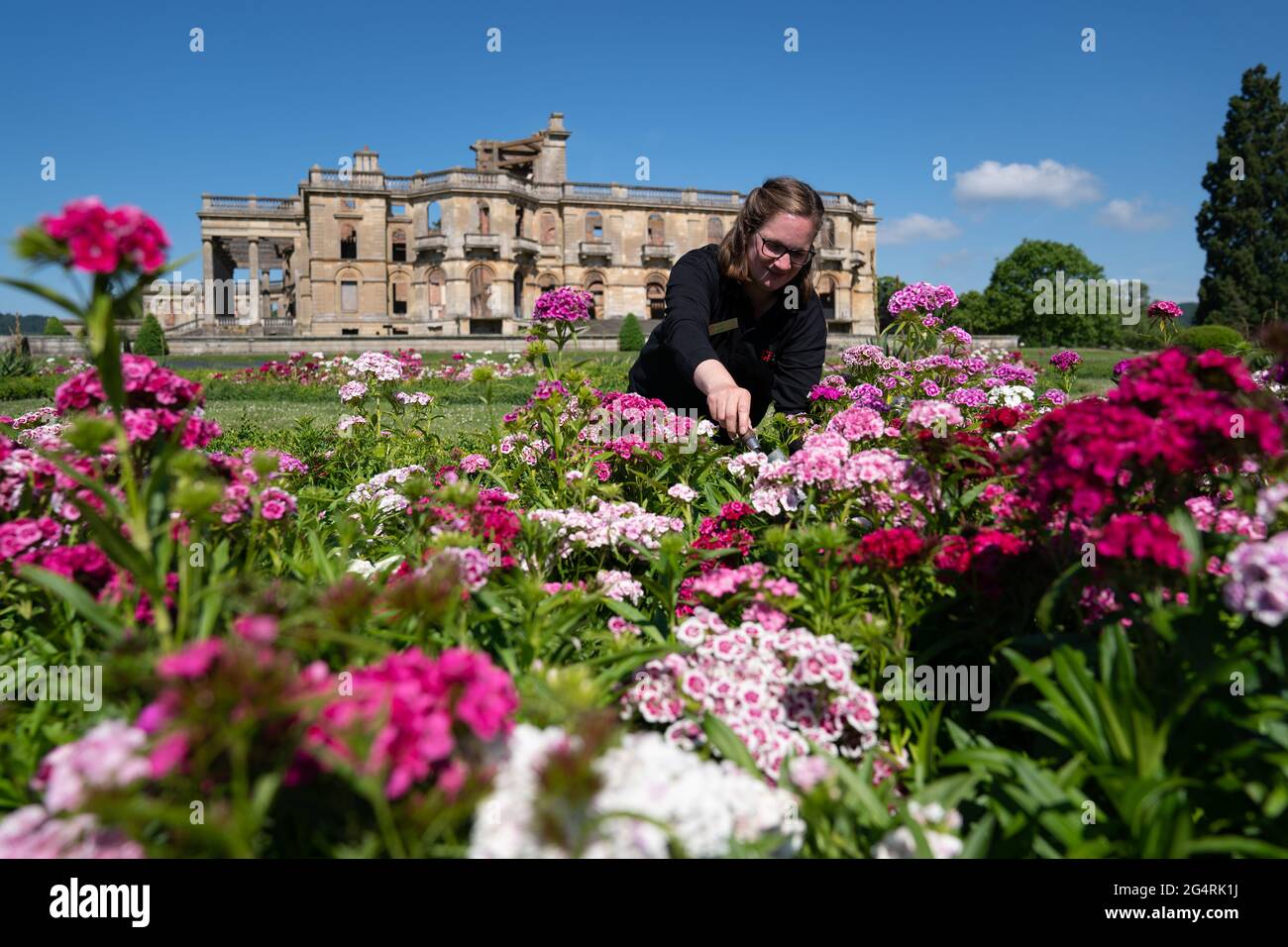 Il giardiniere Jasmine Hinchcliffe finisce di piantare 4,500 piante da letto estive nei giardini formali della Witley Court del Patrimonio Inglese nel Worcestershire prima dell'evento 'Blooming Gardens' questo fine settimana. Data immagine: Mercoledì 23 giugno 2021. Foto Stock Il giardiniere Jasmine Hinchcliffe finisce di piantare 4,500 piante da letto estive nei giardini formali della Witley Court del Patrimonio Inglese nel Worcestershire prima dell'evento 'Blooming Gardens' questo fine settimana. Data immagine: Mercoledì 23 giugno 2021. Foto Stock
