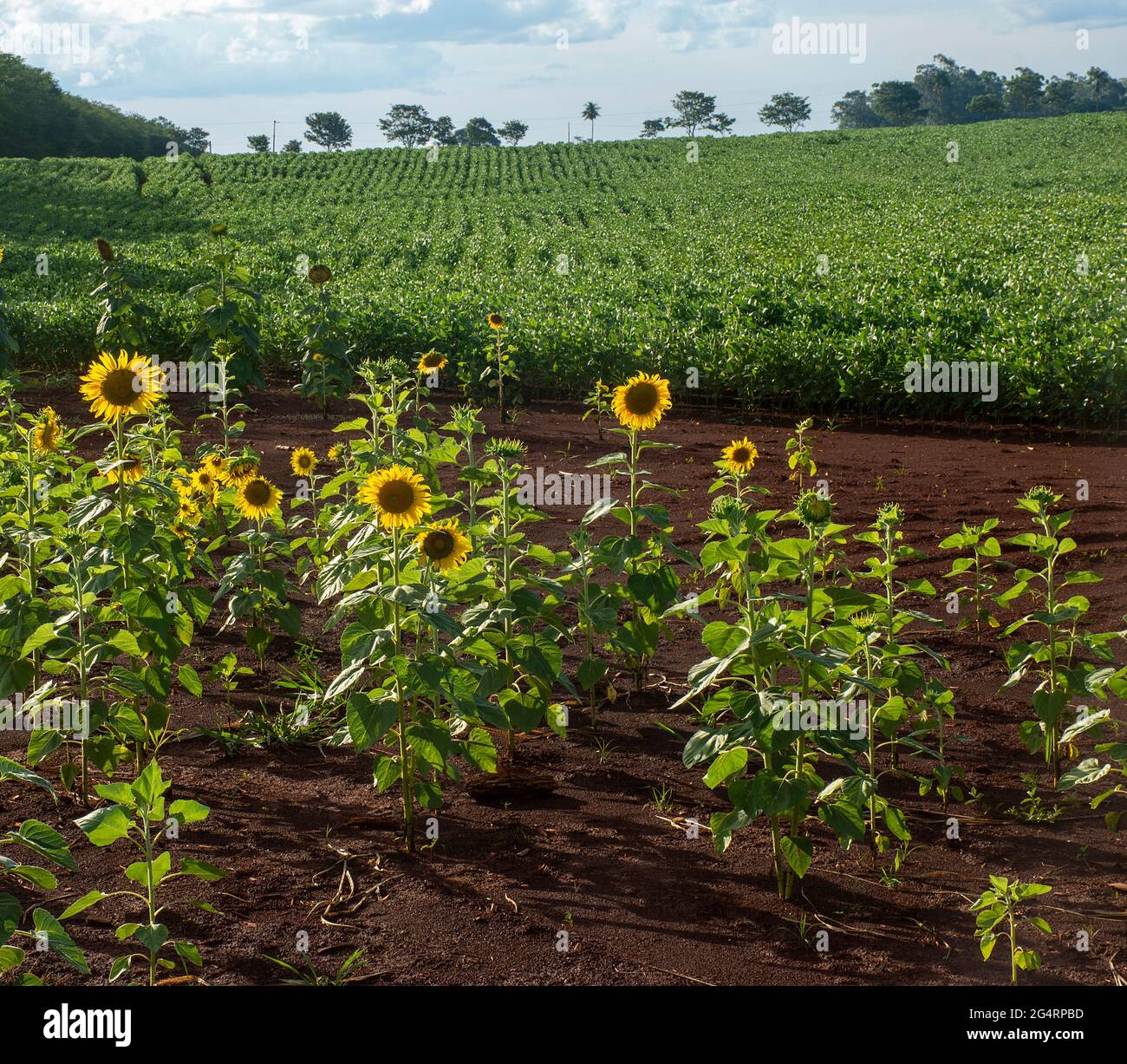 Campo di girasoli di fronte ad una piantagione di soia in una fattoria nella città di Dourados, nello stato di Mato Grosso do sul, Brasile Foto Stock