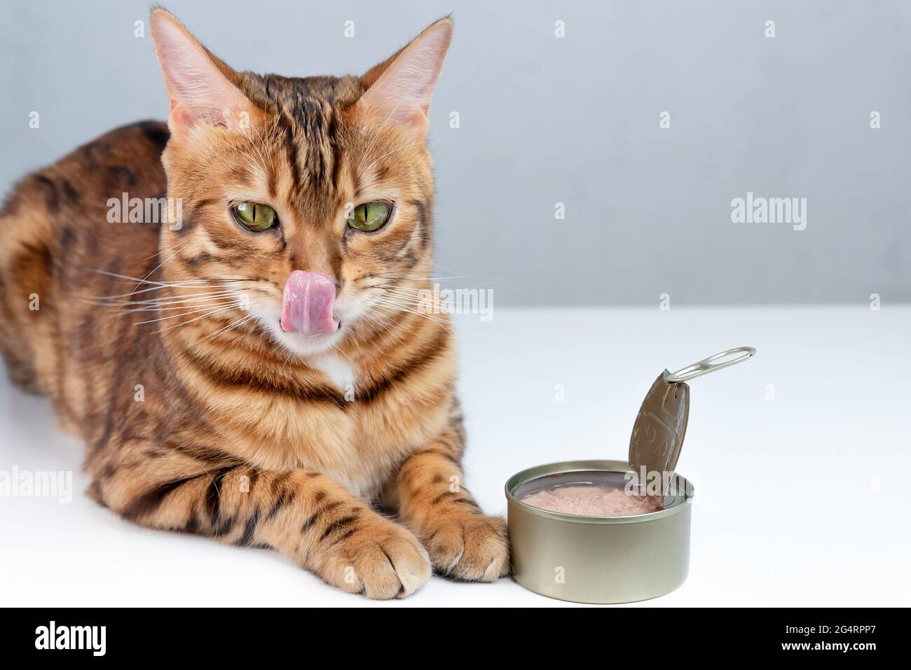 Il gatto del Bengala si trova accanto al tonno in scatola cibo e leccare la  sua bocca Foto stock - Alamy
