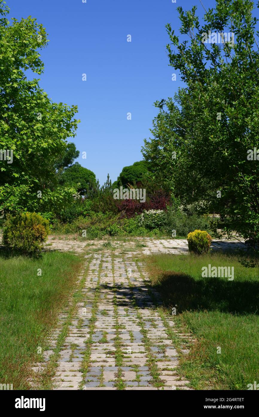 Alberi e erba dal Parco Hasan Eskisehir Turchia Foto Stock