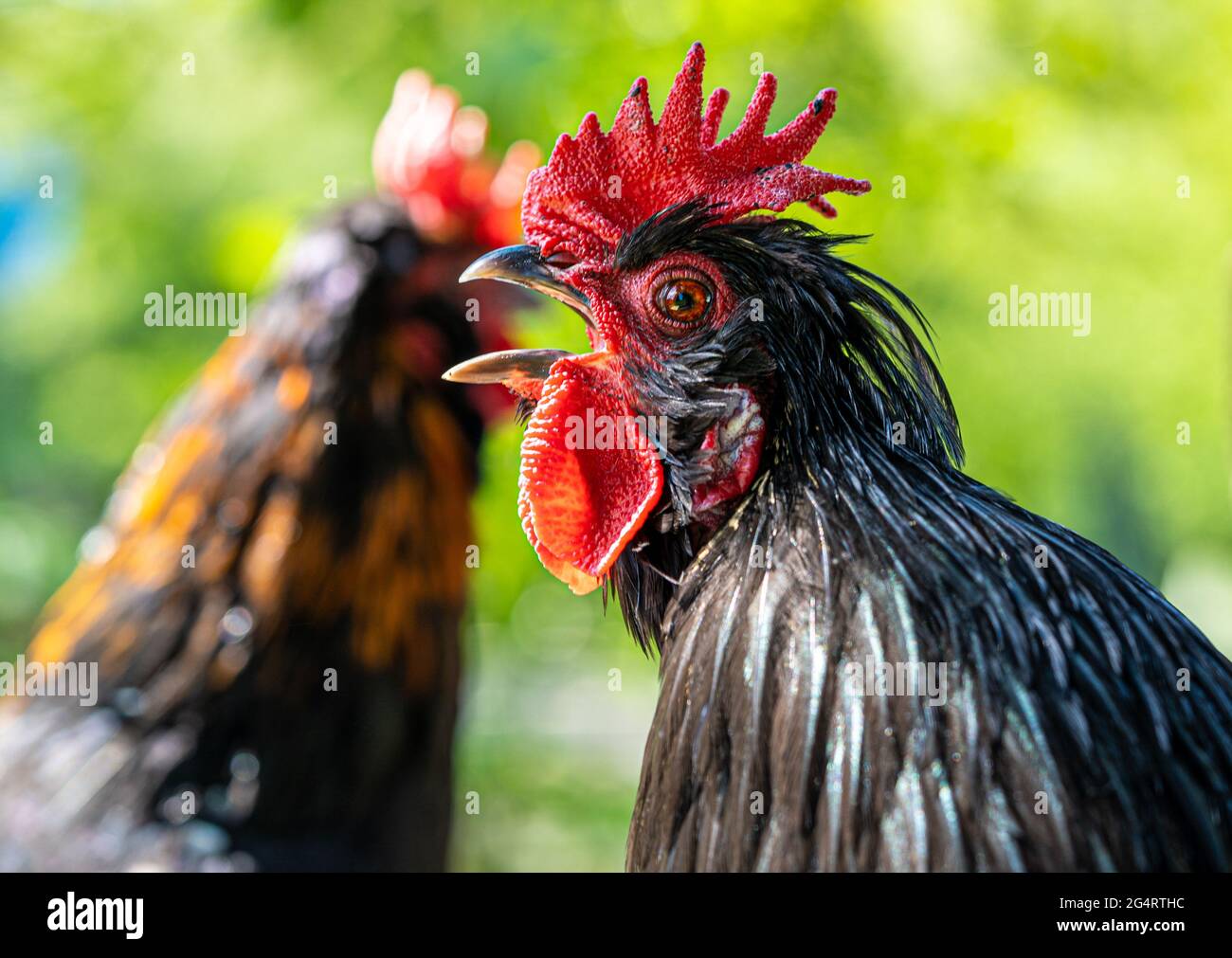 Galline di gallina di gallina di gallina di livello basso Macro Vista degli uccelli che mostrano le piume oro nero rosso giallo Foto Stock