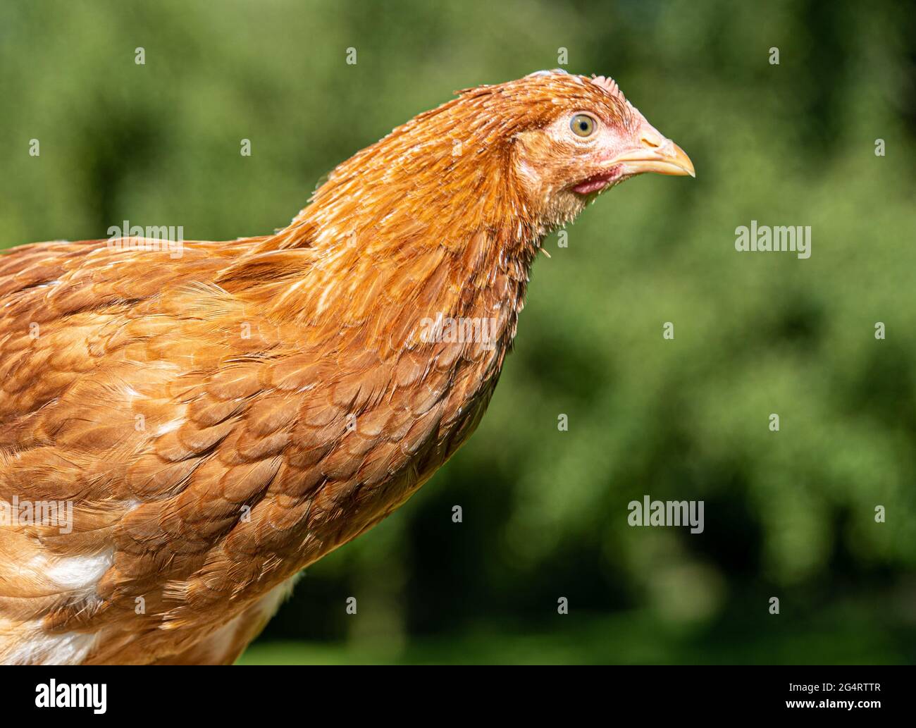 Galline di gallina di gallina di gallina di livello basso Macro Vista degli uccelli che mostrano le piume oro nero rosso giallo Foto Stock