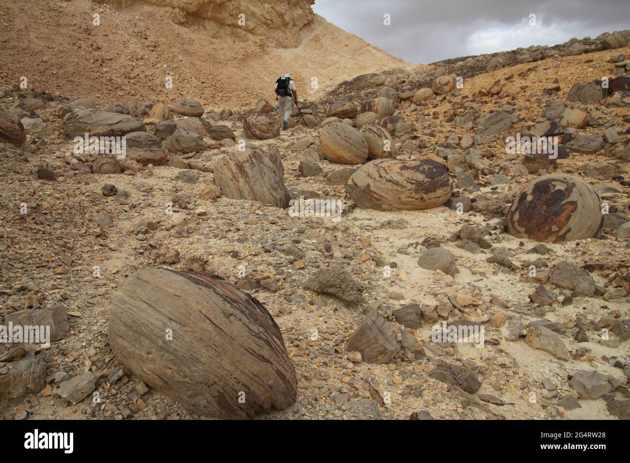 Escursionista, adulto anziano, passeggiate in un campo di noduli calcarei, fenomeno geologico sparso sulle pendici di una collina nelle alture di Ketura, montagne Eilat. Foto Stock