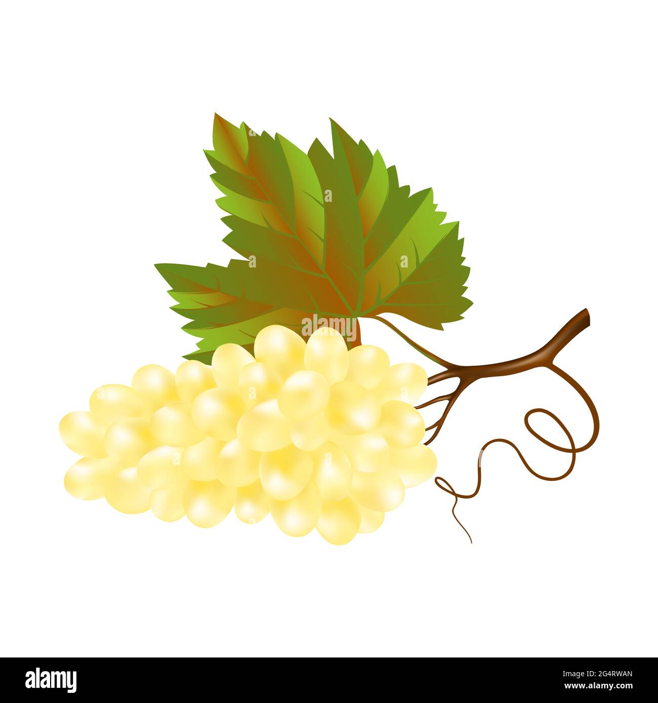 Un mazzo di uve bianche con una foglia su sfondo bianco. illustrazione realistica vettoriale 3d. Icona per il design della decorazione. Illustrazione Vettoriale