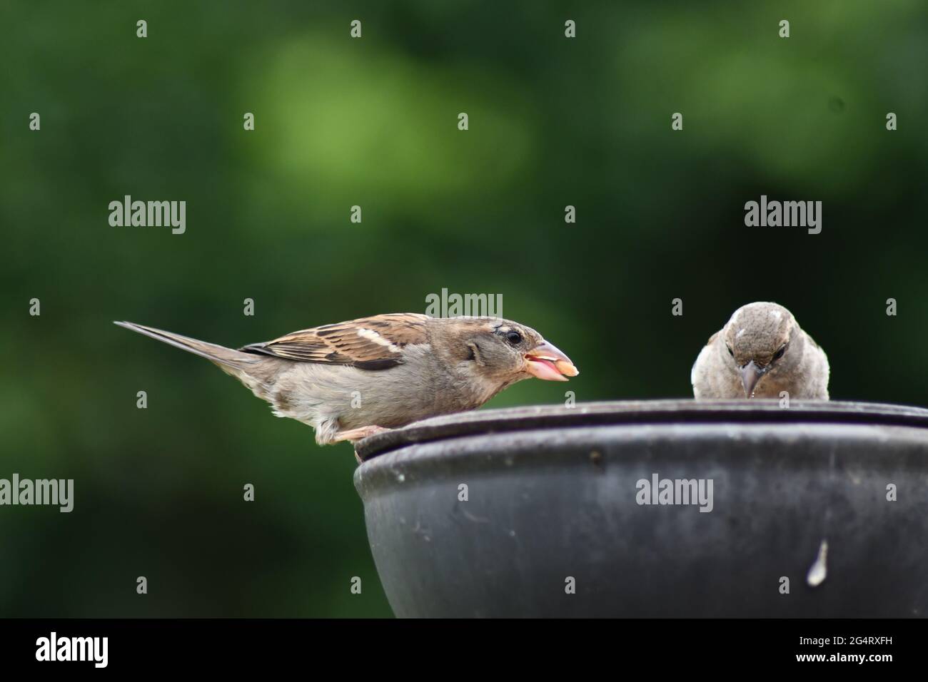 un passero maschio catturò mangiando un dado, con dettagli che mostrano la sua lingua mentre un passero femmina sta mangiando il seme accanto a lui Foto Stock