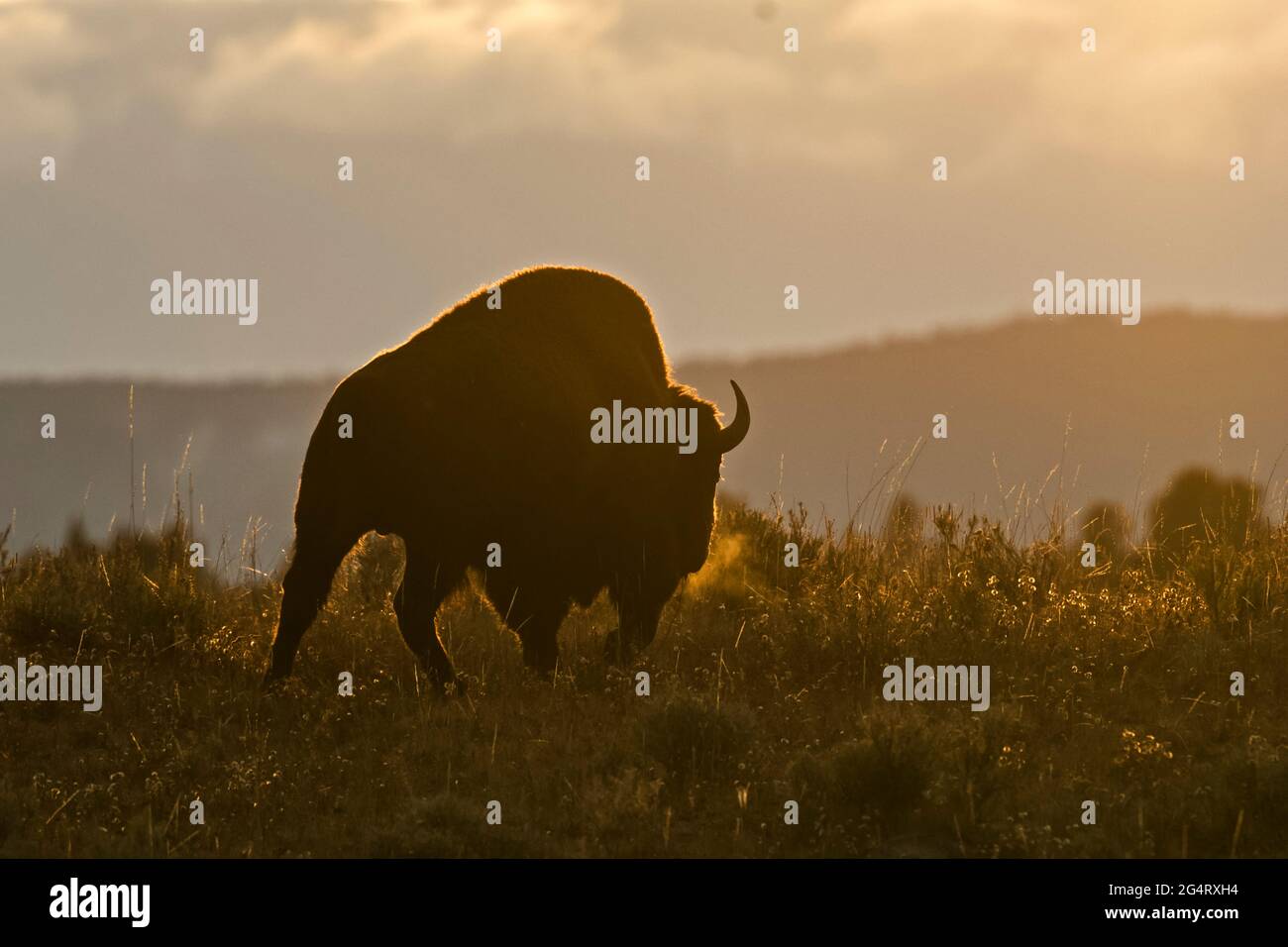 Bisonte americano (bisonte bisonte). Parco nazionale di Yellowstone, Wyoming, Stati Uniti. Parco nazionale, parchi nazionali, parchi nazionali Foto Stock