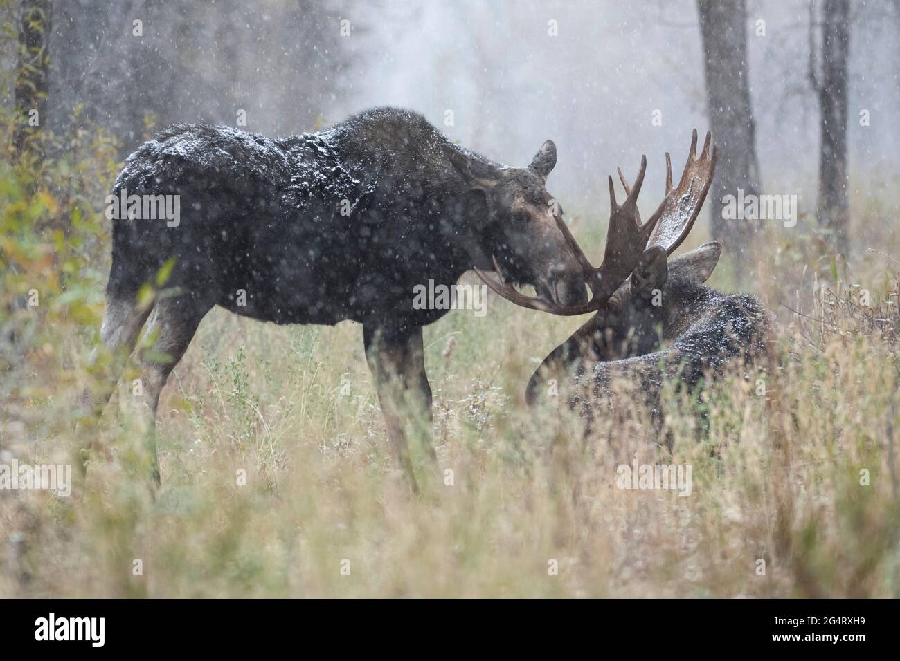 Bull Moose (Alces alces) con mucca durante la stagione di accoppiamento. Grand Teton National Park, Wyoming, Stati Uniti. Foto Stock