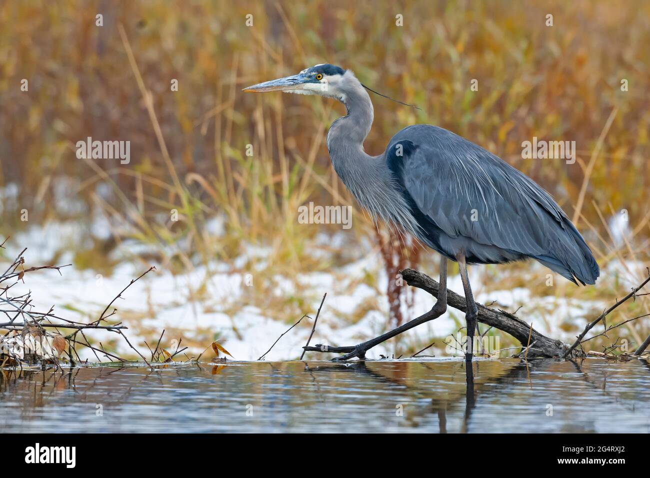 Grande Blue Heron (Ardea herodias) pesca in una diga di castoro. Grand Teton National Park, Wyoming, Stati Uniti. Foto Stock