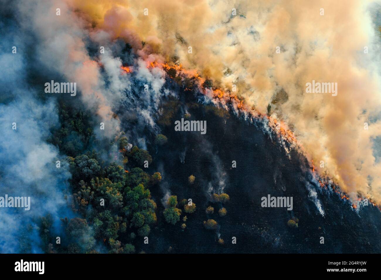Erba che brucia con fuoco e fumo. Fuoco forestale, vista aerea dall'alto dal drone. Foto Stock