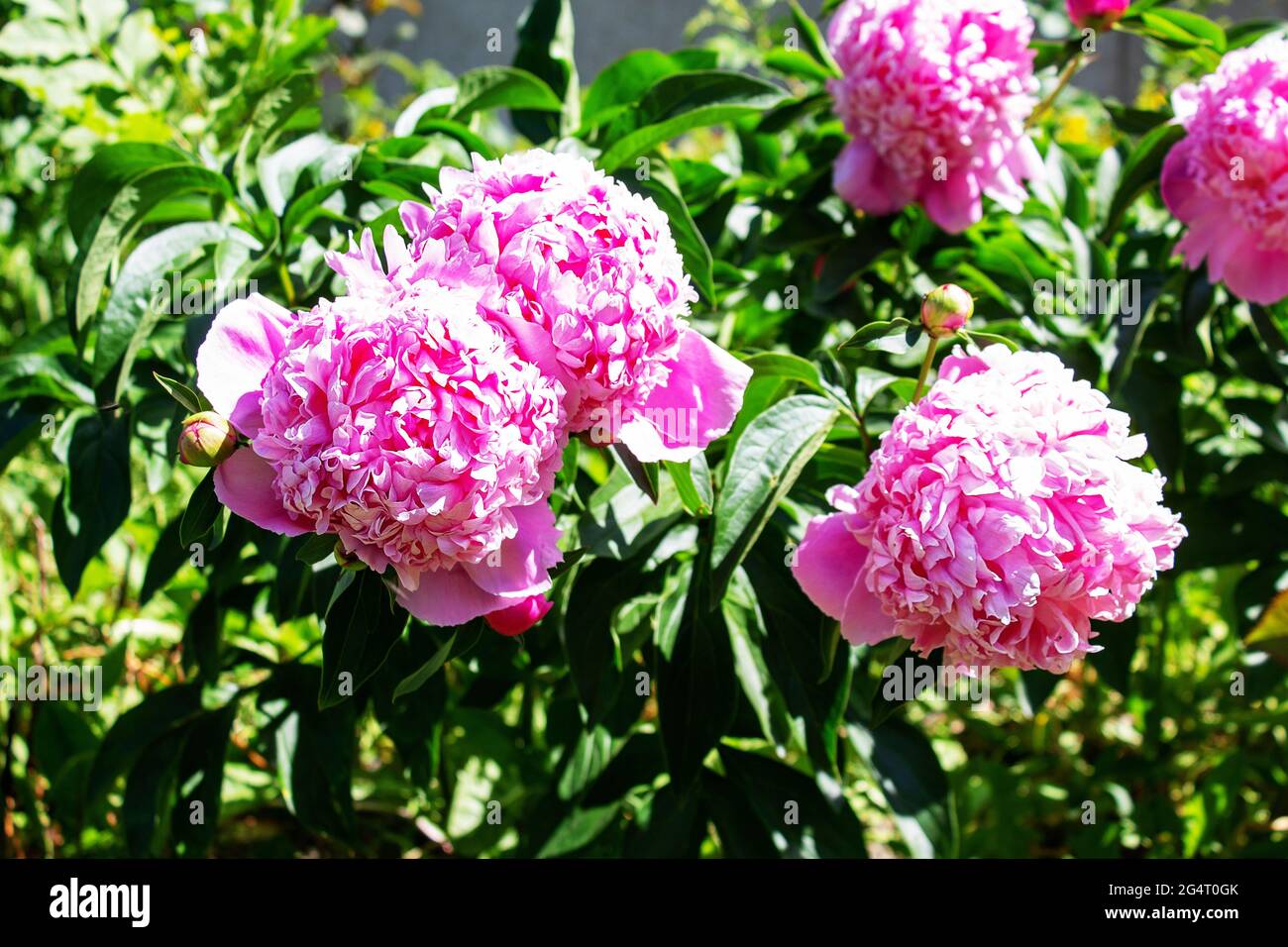 Peonie rosa in fiore su cespuglio. Giardino. Foto Stock