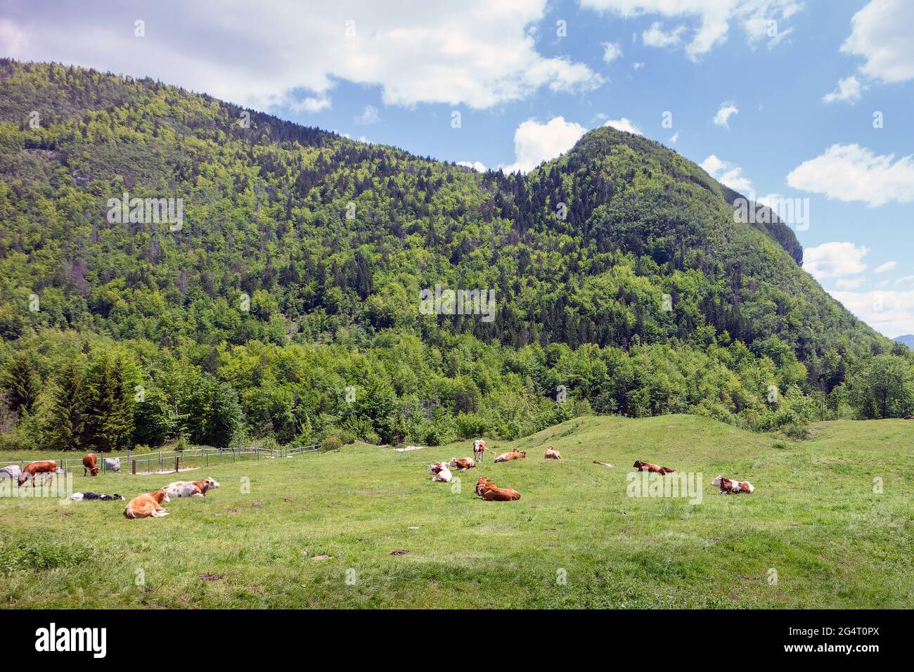 Mucche pascolano su pascoli alpini. Manzo rifinito con erba. Bestiame felice in natura. Foto Stock