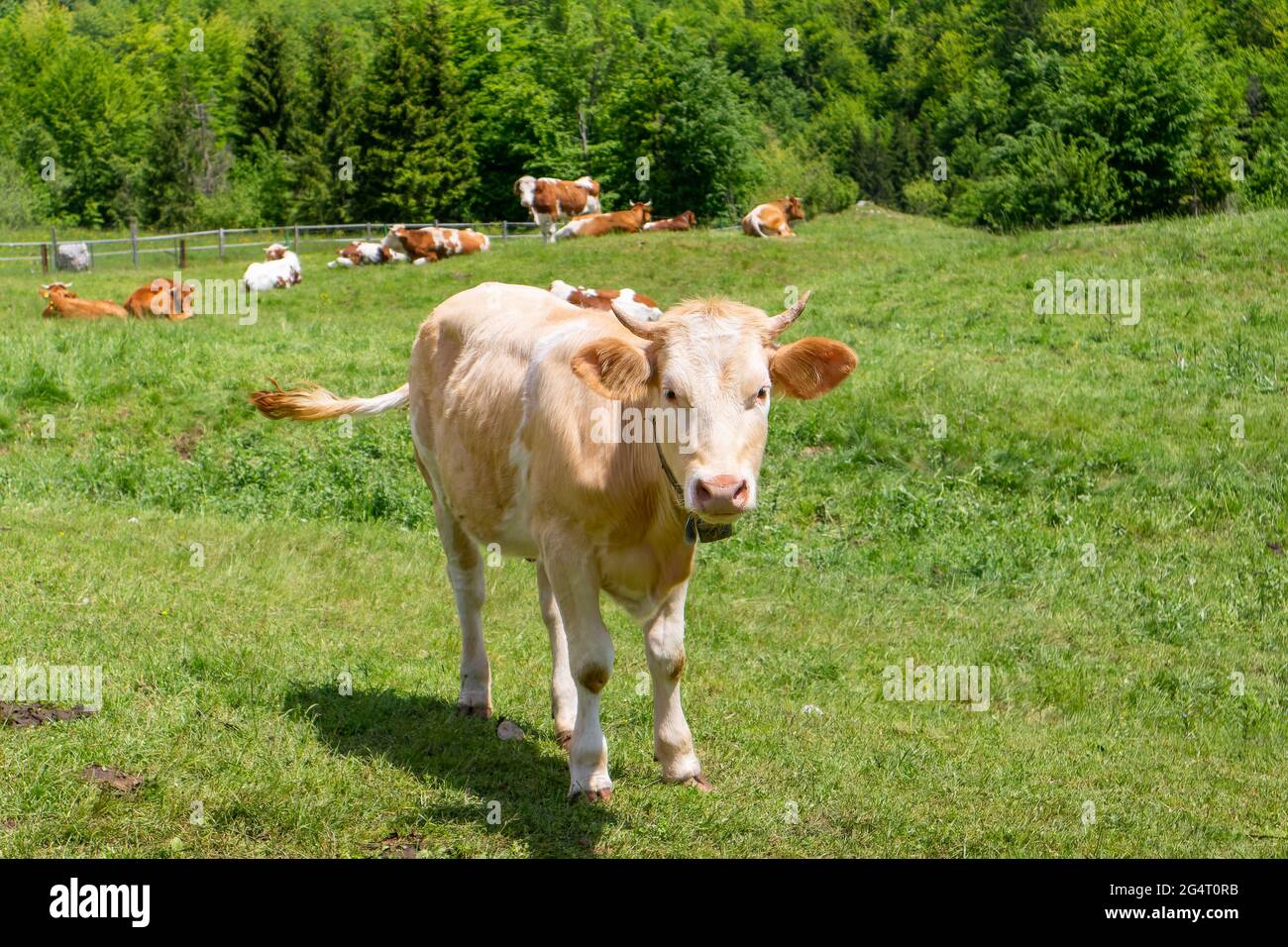 Mucche pascolano su pascoli alpini. Manzo rifinito con erba. Bestiame felice in natura. Foto Stock