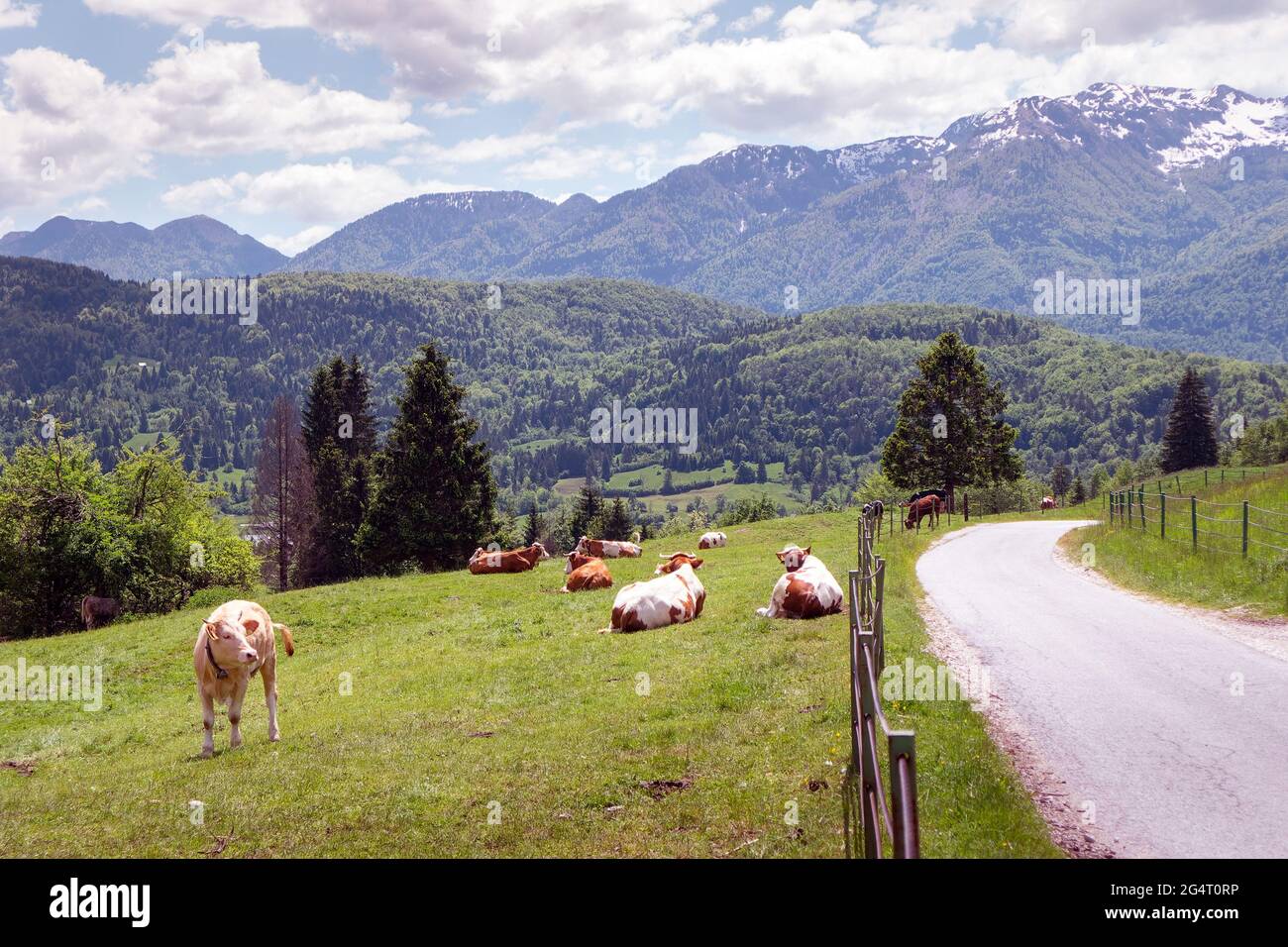Mucche pascolano su pascoli alpini. Manzo rifinito con erba. Bestiame felice in natura. Foto Stock