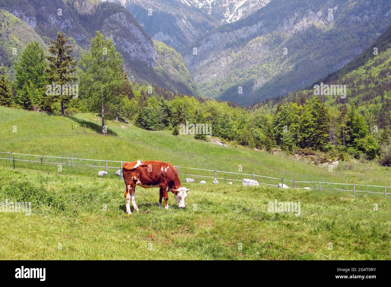 Mucche pascolano su pascoli alpini. Manzo rifinito con erba. Bestiame felice in natura. Foto Stock