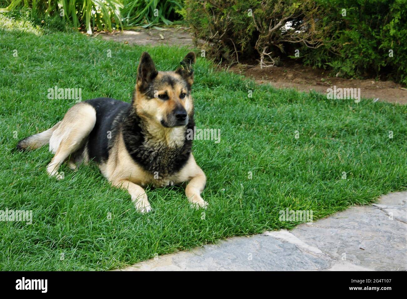 cane nobile nel mio giardino Foto Stock