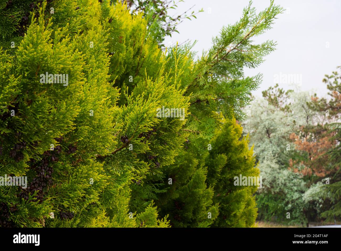 cipresso al limone nel giardino della casa, bagnato dalla pioggia. cupressus macrocarpa. Foto Stock