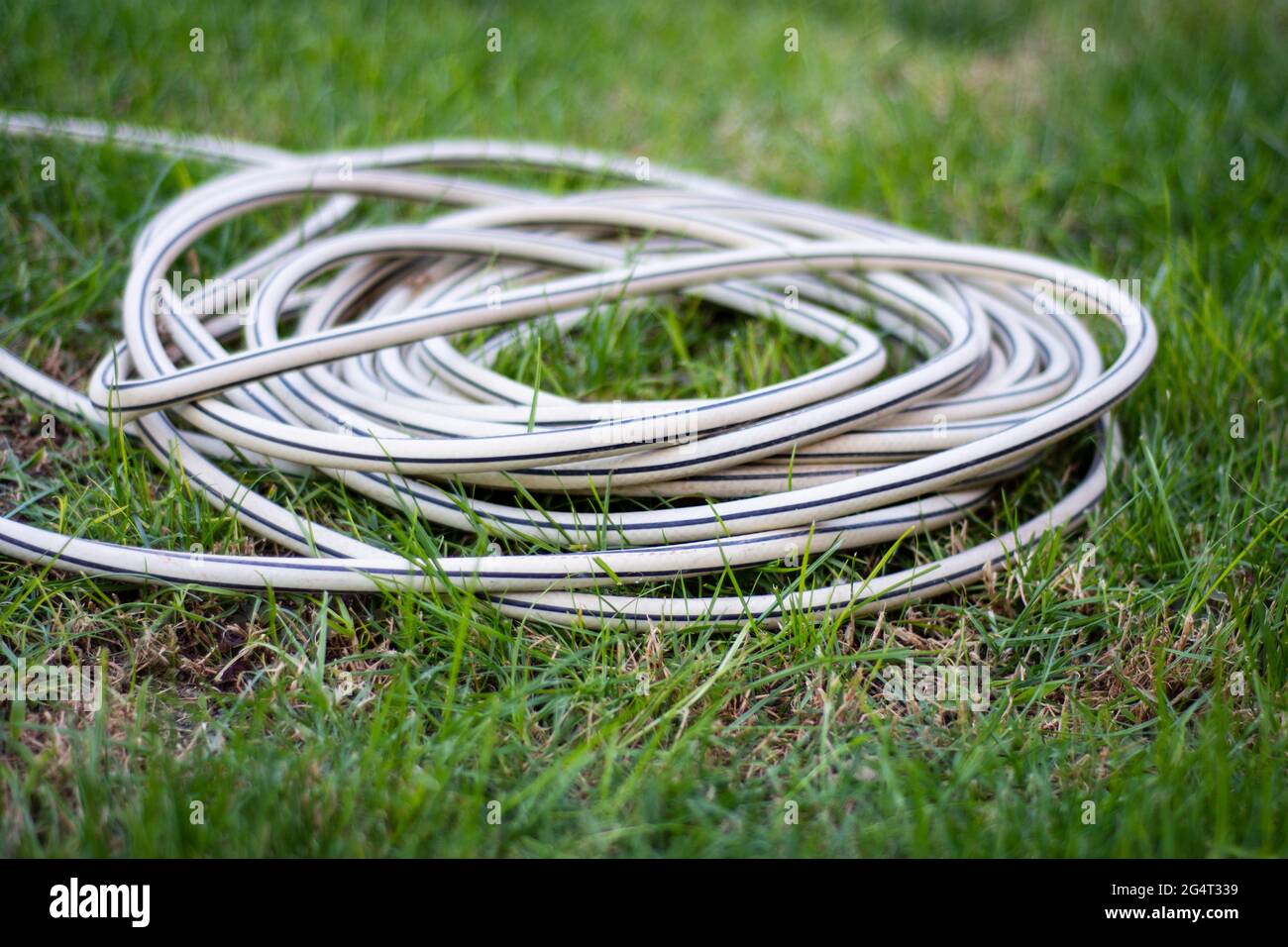 arrotolato tubo di plastica per irrigazione giardino sull'erba Foto stock -  Alamy
