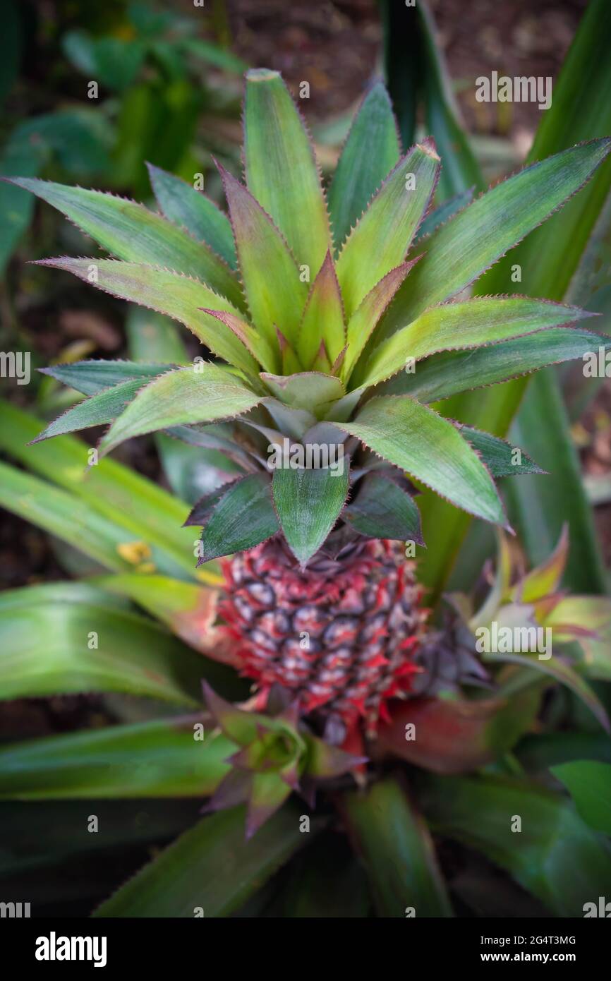 pianta di ananas Foto Stock