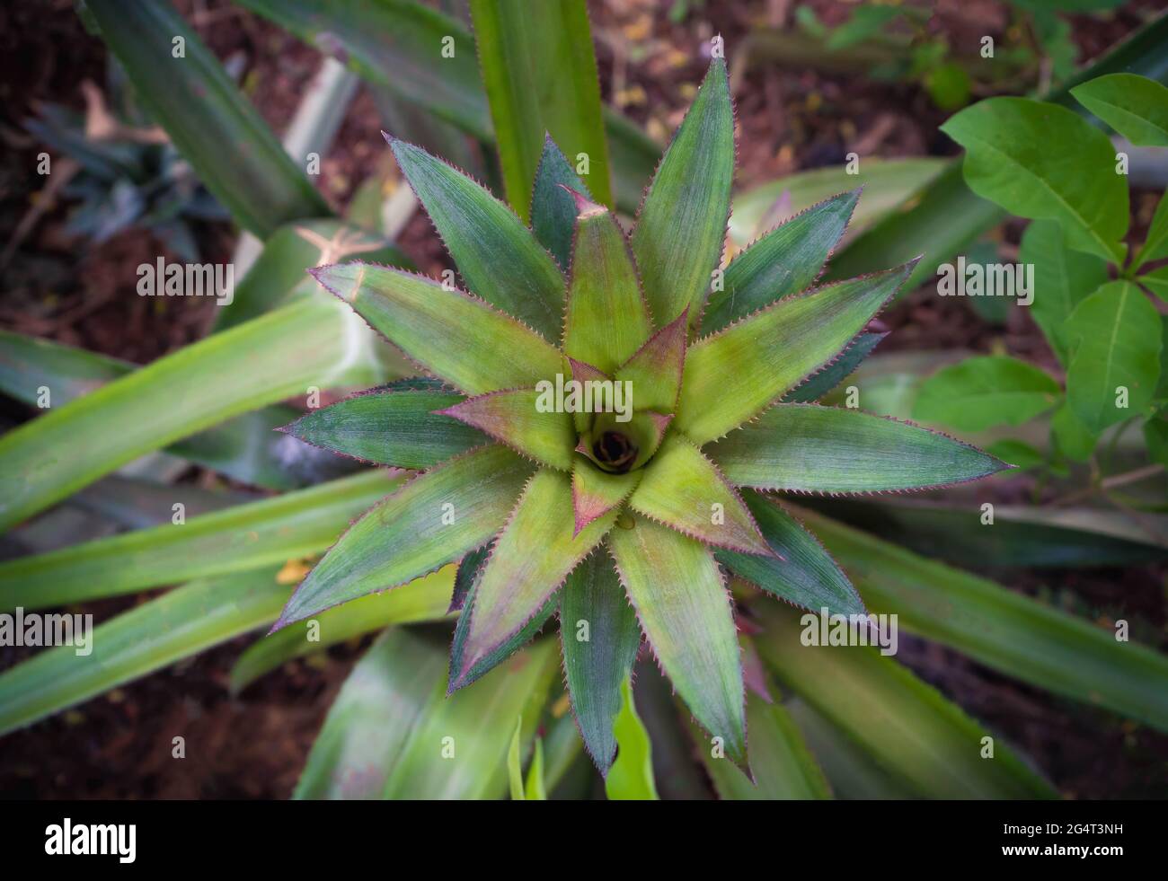 pianta di ananas Foto Stock