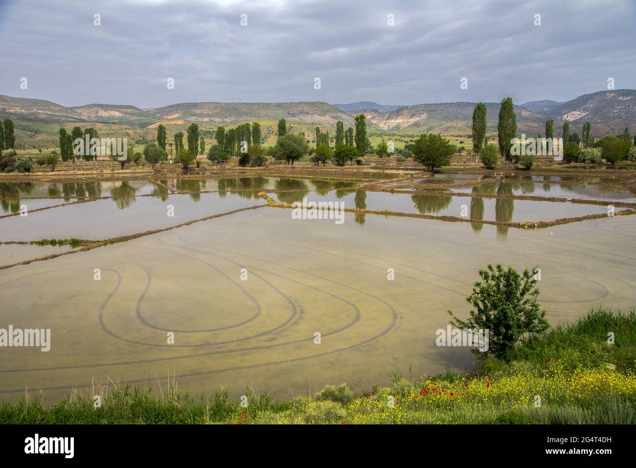 Paddy campo paesaggio con cielo nuvoloso.Ankara, Turchia Foto Stock