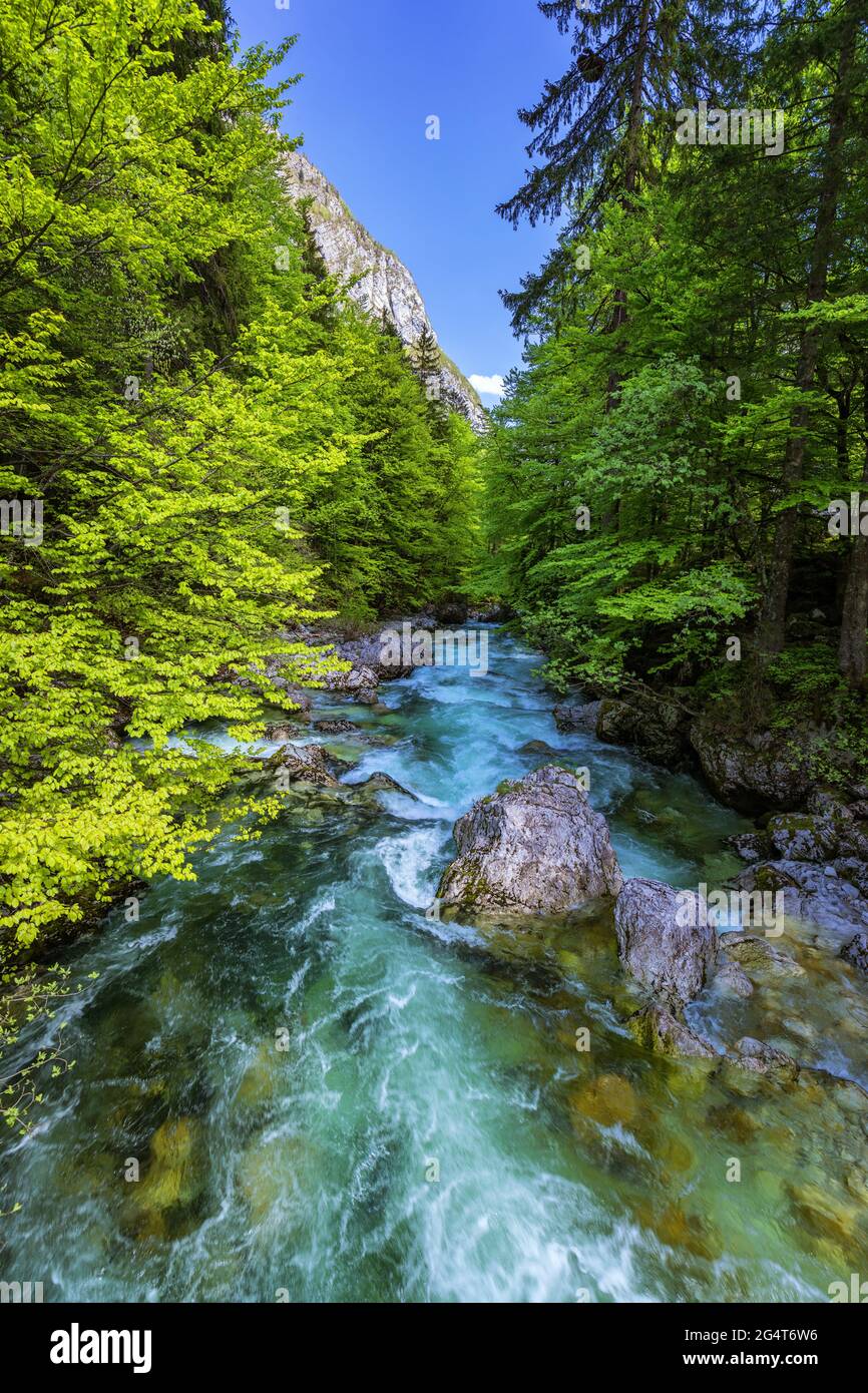 Il freddo ruscello di montagna proveniente dalla cascata Savica, fiume Sava vicino al lago di Bohinj, Alpi slovene, Slovenia. Il Sava Bohinjka è un headwater della Sava Foto Stock