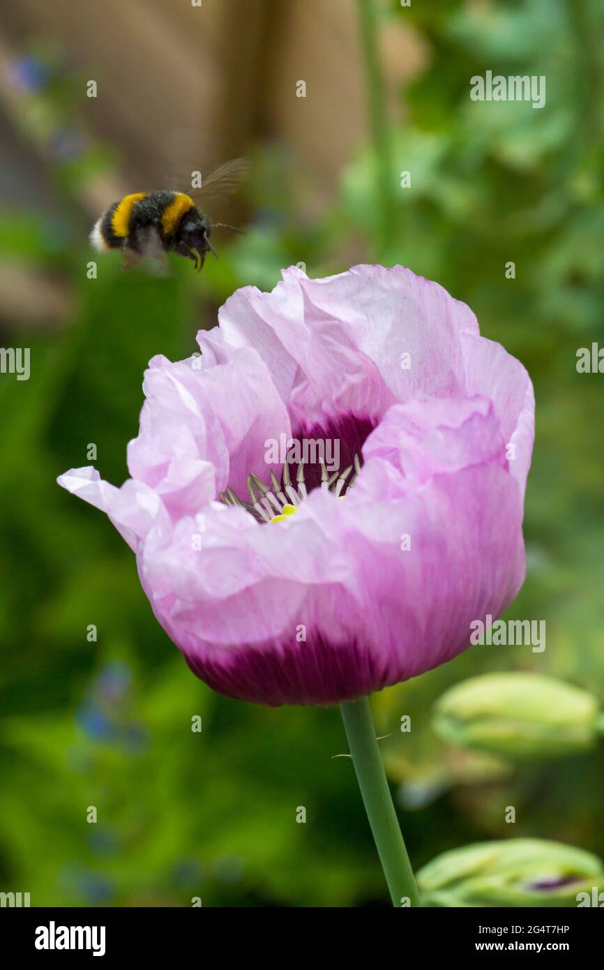 Bournemouth, Dorset UK. 23 giugno 2021. Tempo nel Regno Unito: Insetti occupati nel giardino che si nutrono di fiori durante gli intervalli di sole nel pomeriggio a Bournemouth - ape che si dirige per papavero rosa viola, papaver somniferum auto seminato in giardino domestico a Bournemouth. Credit: Carolyn Jenkins/Alamy Live News Foto Stock