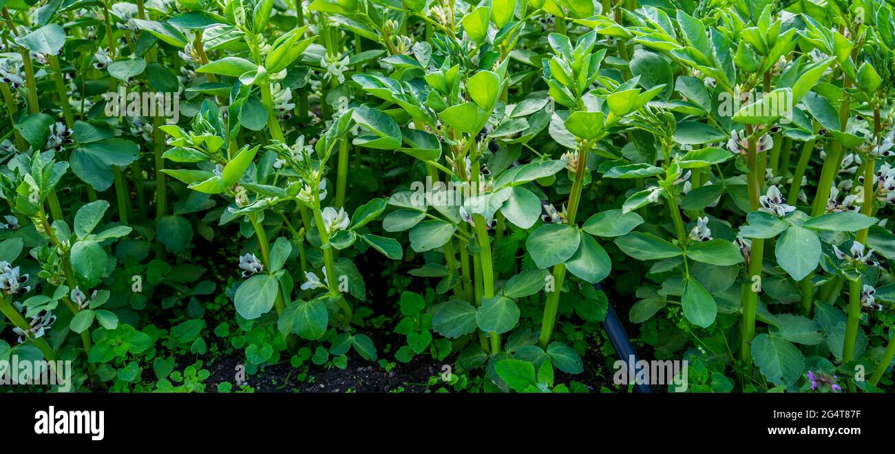 Primo piano di fave in fiore (Vicia faba) Foto Stock