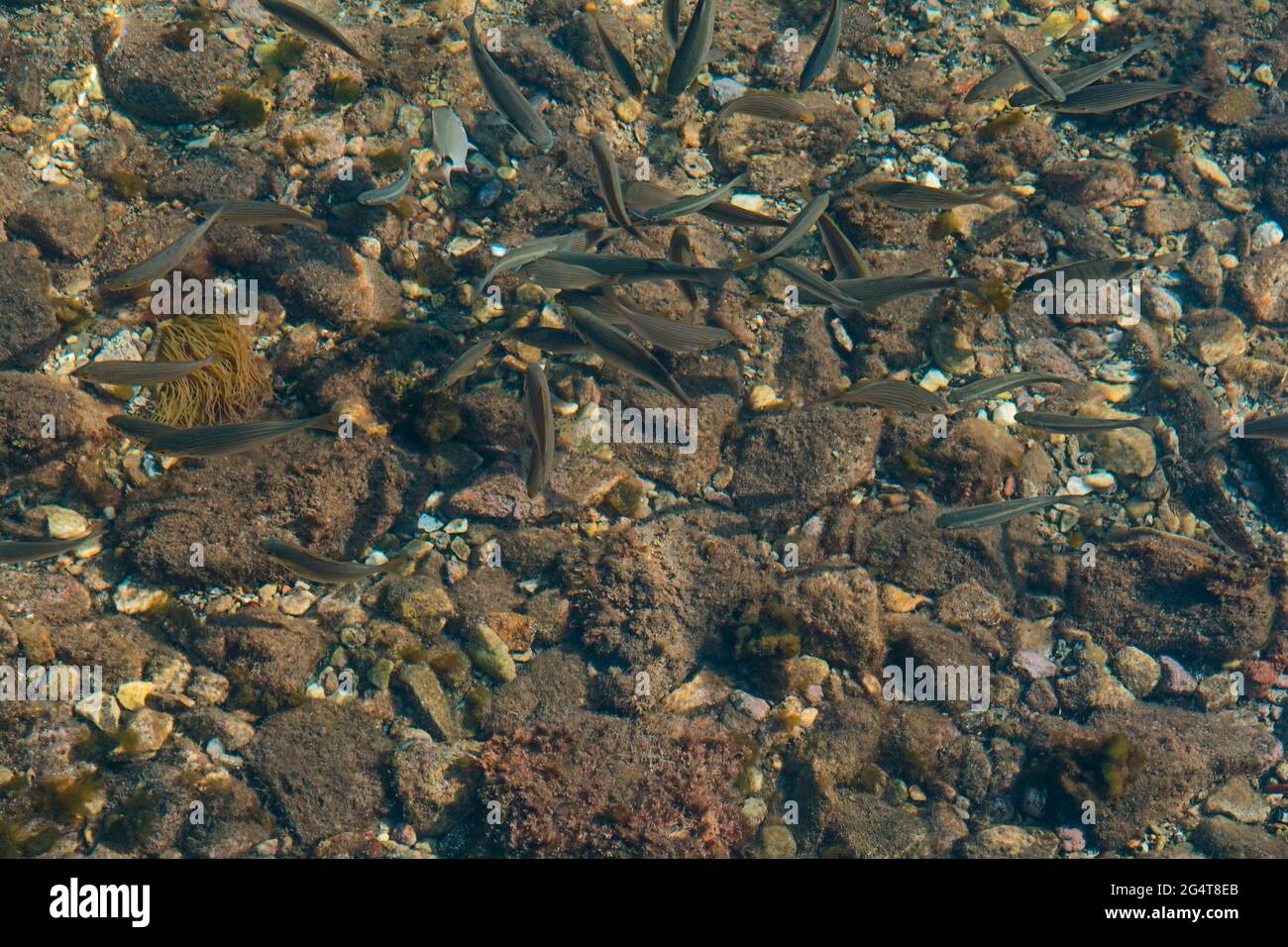 Lotto di piccoli pesci nel mare sotto l'acqua, colonia di pesci Foto Stock