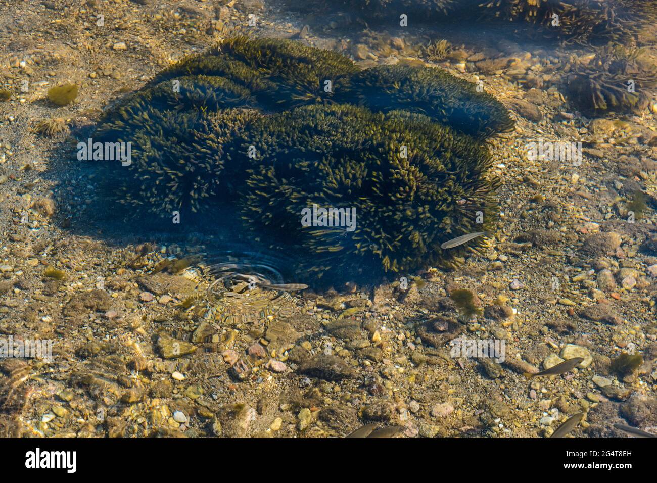 C'è un sacco di piccoli pesci in mare sotto l'acqua Foto Stock