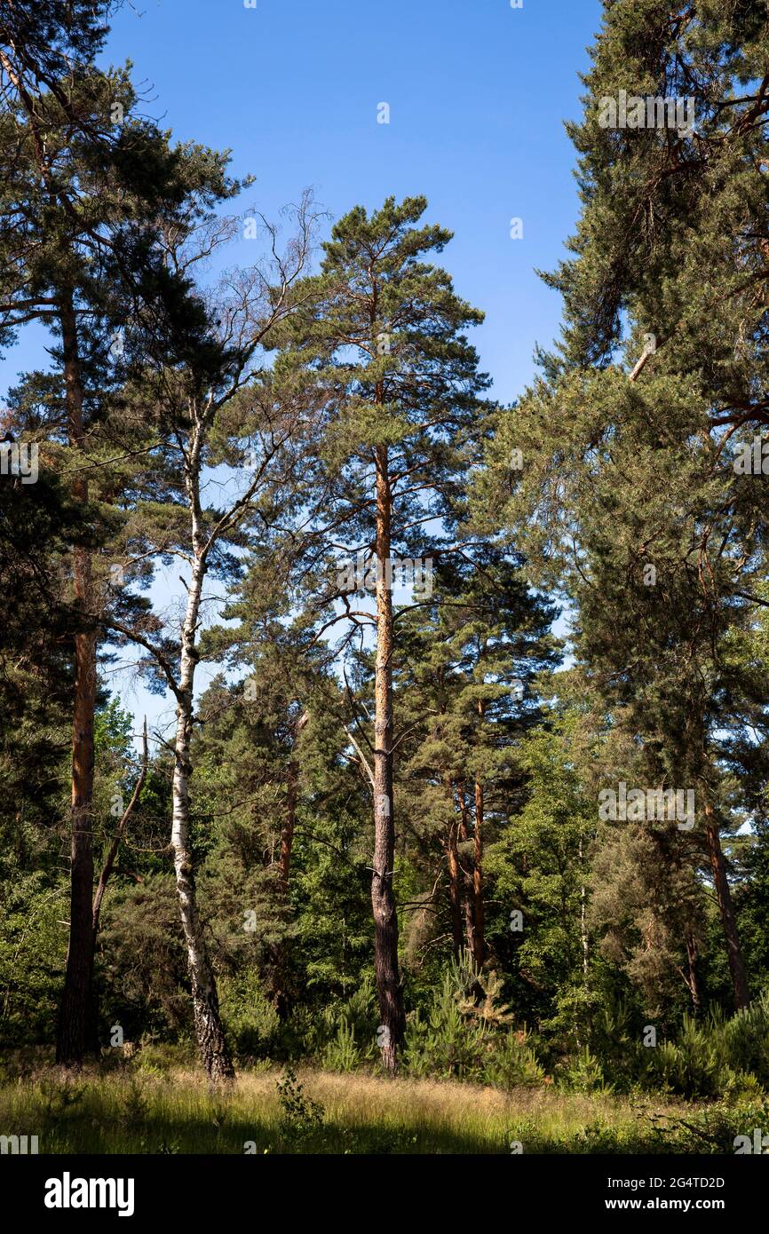 Alberi di pino nella brughiera di Wahner vicino alla collina di Telegrapen, Troisdorf, Renania Settentrionale-Vestfalia, Germania. Kiefern in der Wahner Heide nahe Telegrapenberg, Foto Stock