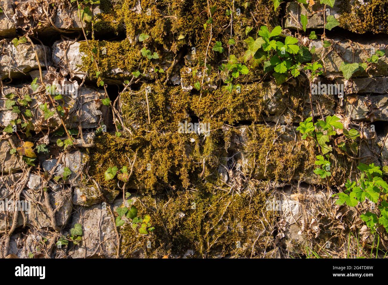 Vecchio muro di pietra naturale coperto di muschio verde e marrone e l'edera per sfondo naturale Foto Stock