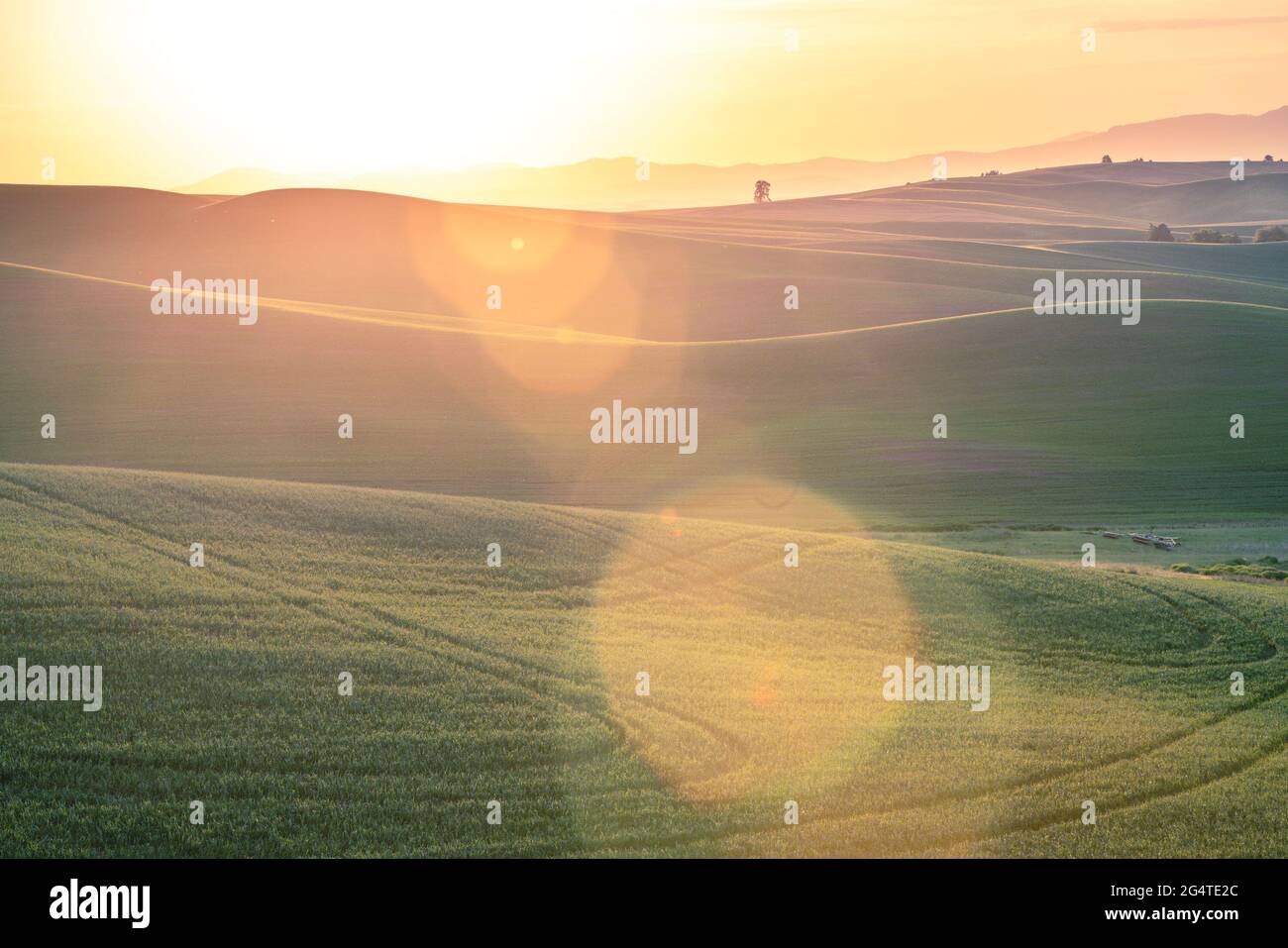 Paesaggio Countyside con luce solare dorata sui campi di grano e le fattorie dal Palouse Washington state USA Foto Stock