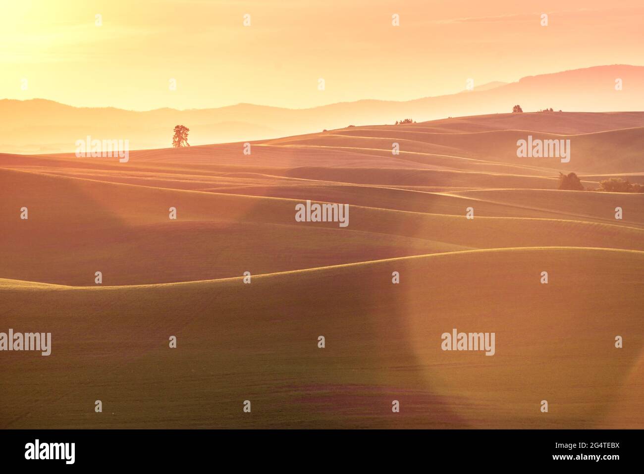 Paesaggio Countyside con luce solare dorata sui campi di grano e le fattorie dal Palouse Washington state USA Foto Stock