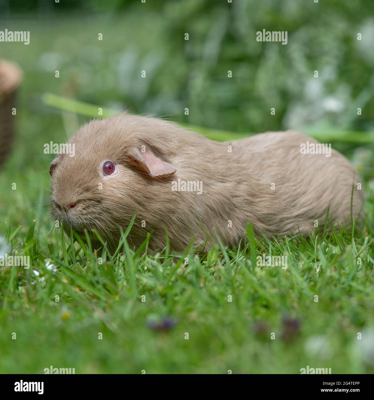 La cavia Foto Stock