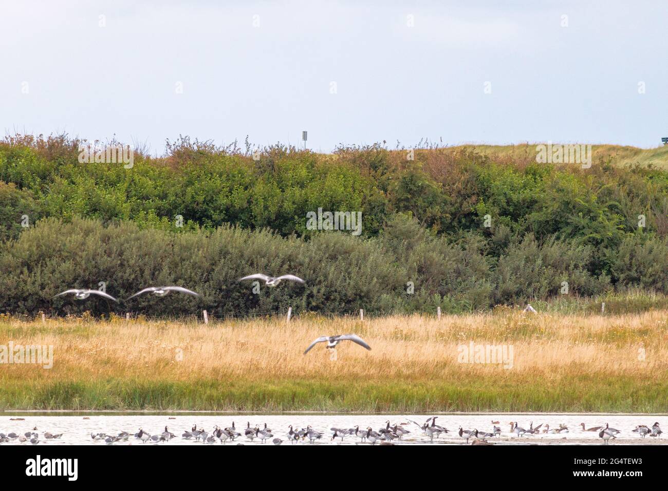 uccelli acquatici e paesaggio in zeeland westkapelle Foto Stock