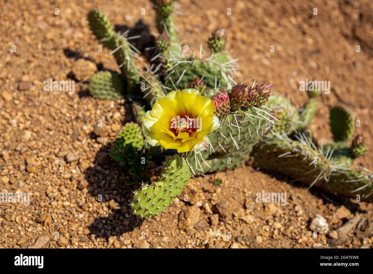 Un'ape in un cactus flower Foto Stock