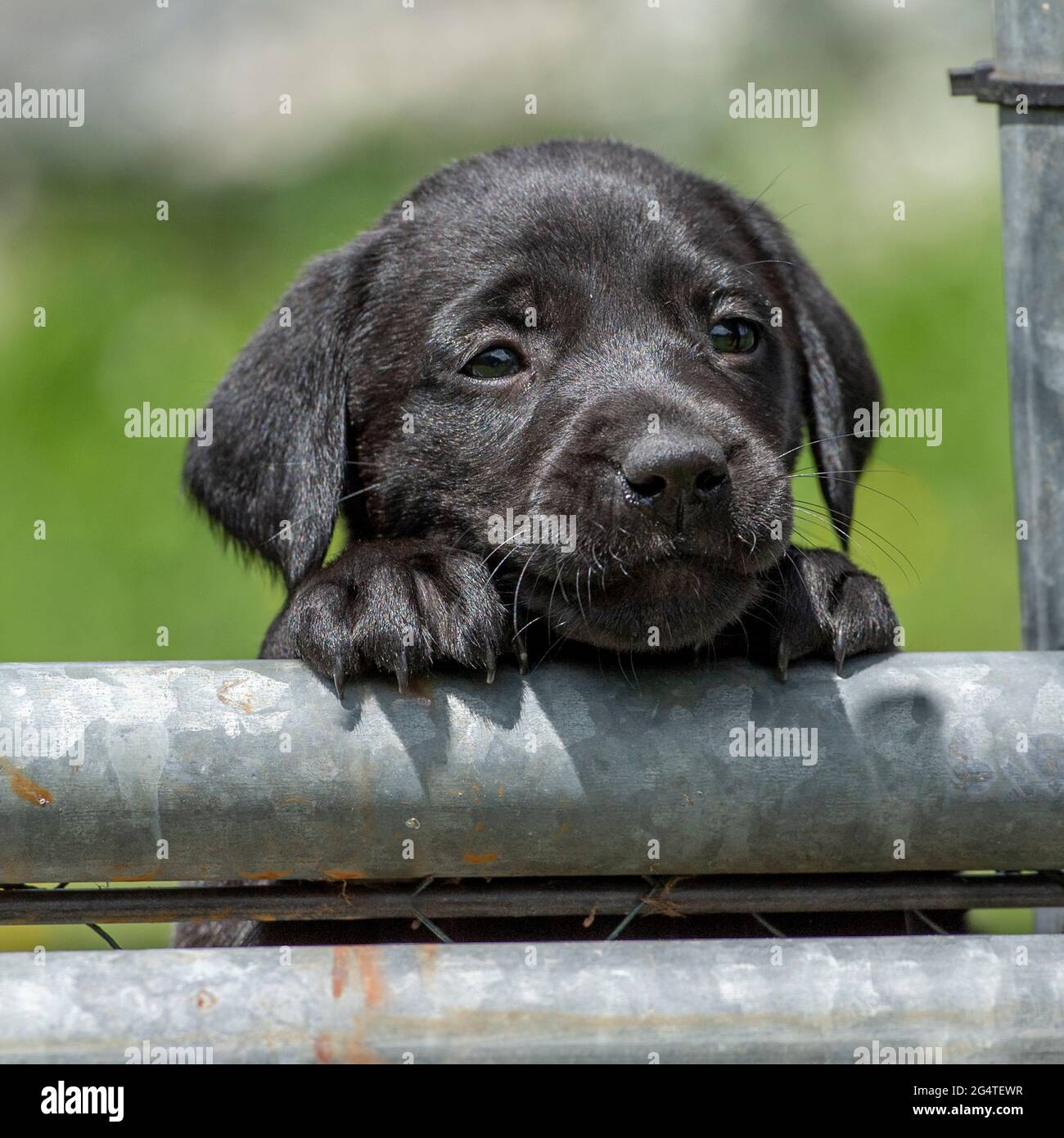 cute nero labrador cucciolo Foto Stock